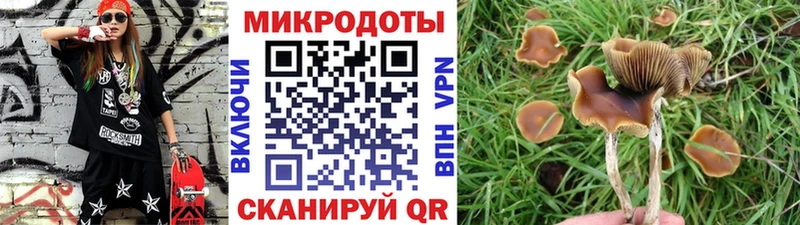 купить наркоту Можга Галлюциногенные грибы Psilocybe